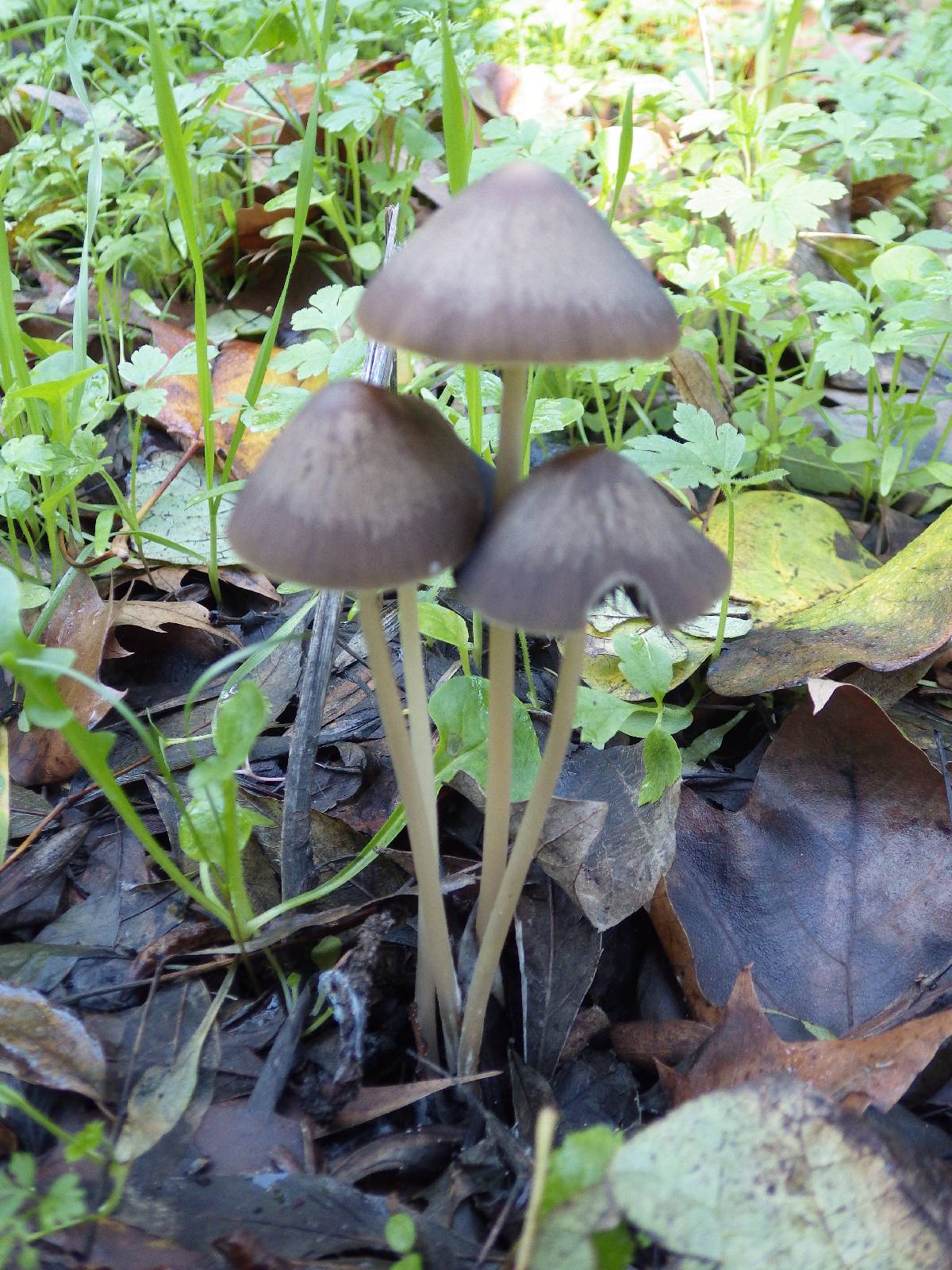 Parasola conopilea image