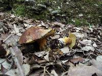 Cupreoboletus poikilochromus image