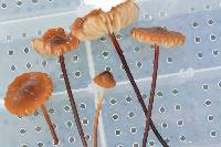 Marasmius siccus image