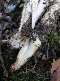 Tricholoma saponaceum image