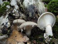 Pleurotus dryinus image