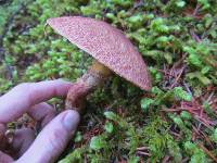 Suillus lakei image