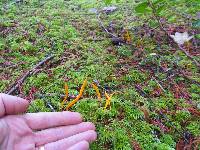 Clavulinopsis laeticolor image