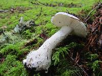 Amanita silvicola image