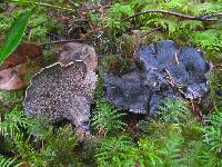 Sarcodon fuscoindicus image