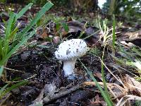 Amanita chlorinosma image