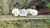 Crepidotus variabilis image