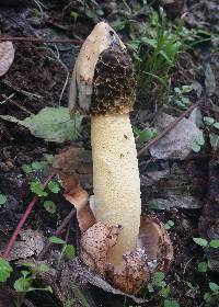 Phallus hadriani image