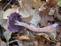 Laccaria amethystina image