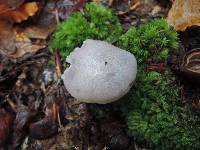 Hygrocybe lacmus image