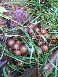 Pholiota terrestris image