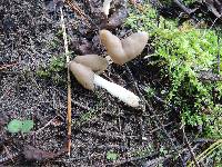 Helvella elastica image