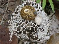 Phallus indusiatus image