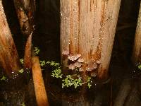 Image of Mycena tubarioides