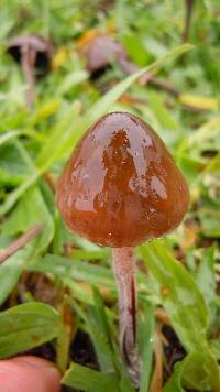 Panaeolus acuminatus image