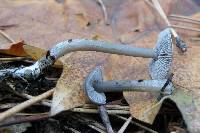 Tephrocybe rancida image