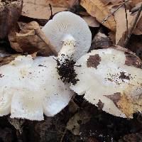 Tricholoma subresplendens image