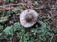 Tricholoma griseoviolaceum image