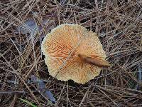 Hygrophoropsis aurantiaca image