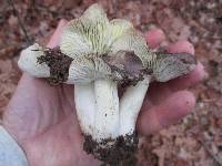 Tricholoma portentosum image