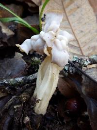 Helvella crispa image