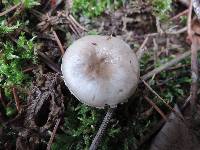 Hygrophorus morrisii image