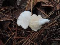 Hygrophorus ponderatus image