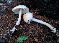 Lepiota clypeolaria image