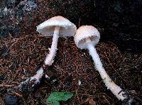 Lepiota clypeolaria image