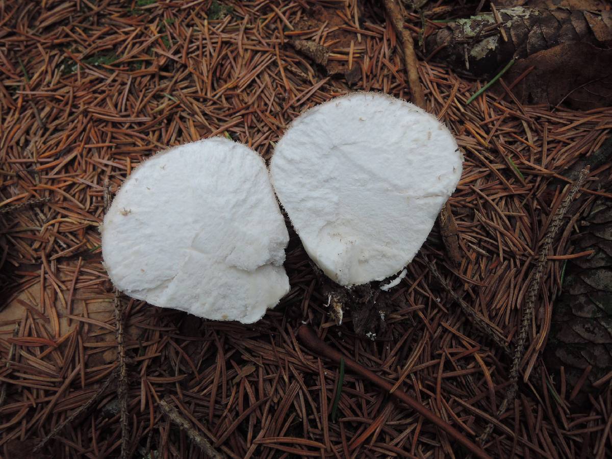 Lycoperdon ericaeum image