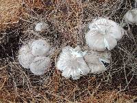 Tricholoma terreum image