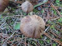 Tricholoma orirubens image