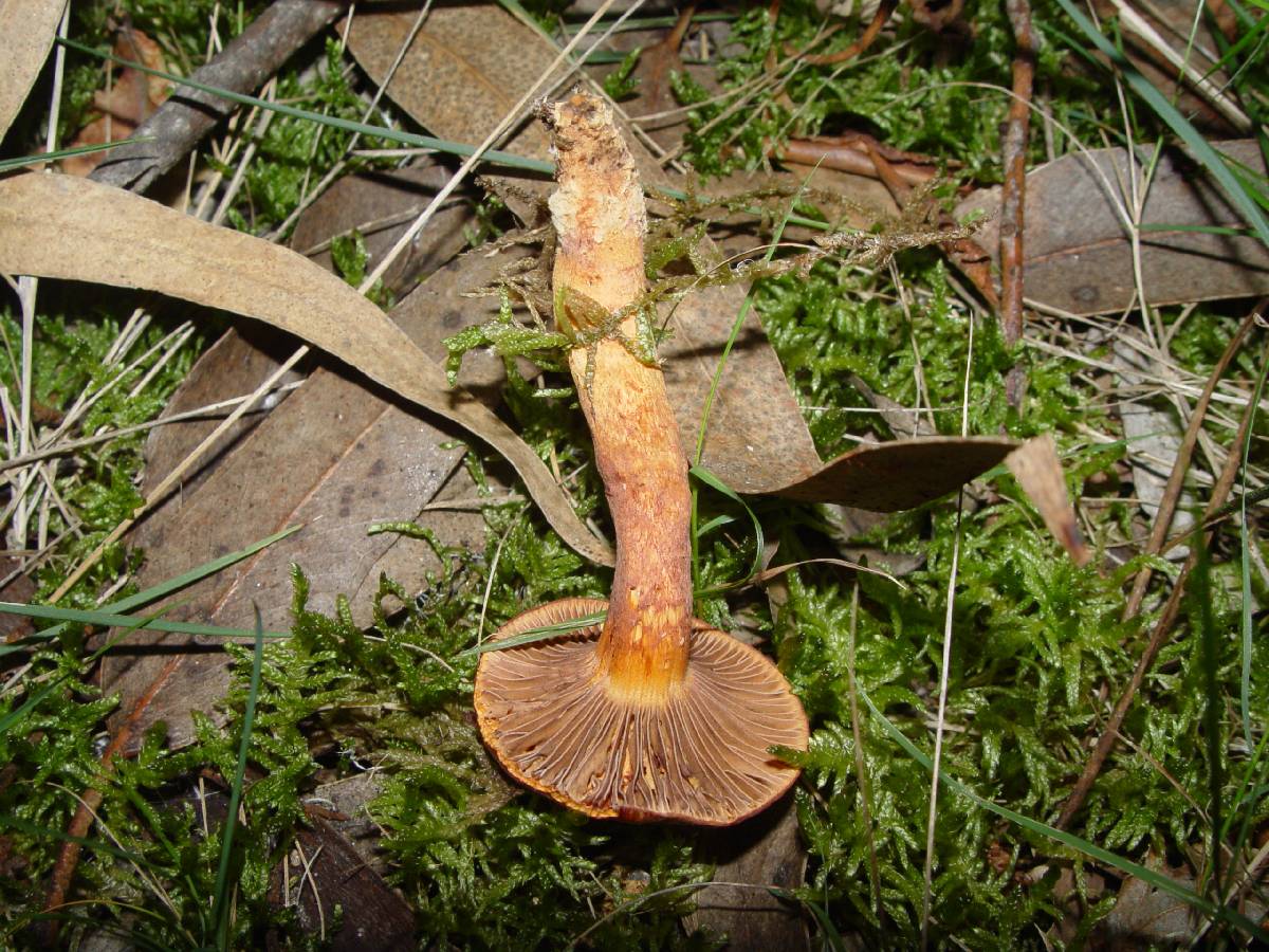 Chroogomphus fulmineus image