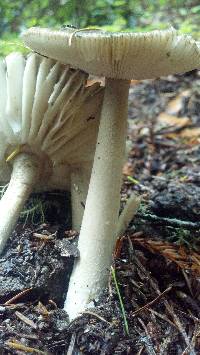 Amanita pachycolea image