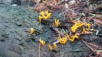 Calocera viscosa image