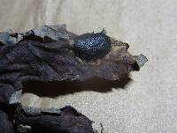 Rhytisma americanum image