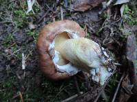 Suillus neoalbidipes image