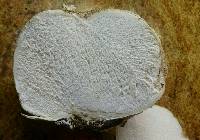 Calvatia pachyderma image