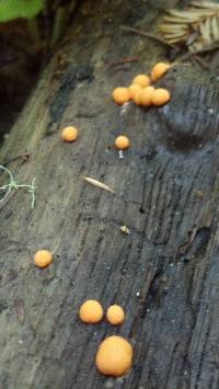 Lycogala epidendrum image