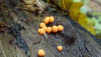 Lycogala epidendrum image