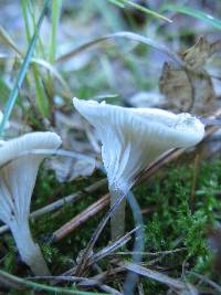 Clitocybe trulliformis image