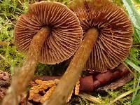 Cortinarius fulvescens image