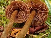 Cortinarius fulvescens image