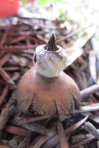 Geastrum elegans image