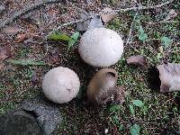 Lycoperdon excipuliforme image