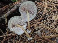 Mycena maculata image