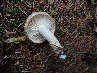 Hygrophorus pustulatus image