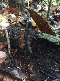 Xylaria comosoides image