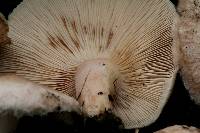 Lactarius pubescens image