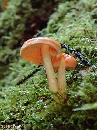 Pholiota astragalina image